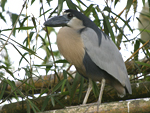 Boat-billed Heron    